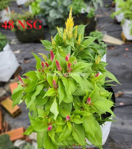 hat giong hoa mao ga lua lun 35cm mix