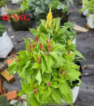 Hạt Giống Hoa Mào Gà Lửa Lùn 35cm Mix