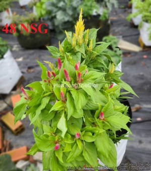 hat giong hoa mao ga lua lun 35cm mix