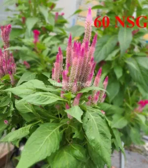 Hạt Giống Hoa Mào Gà Lửa Lùn Mix TG426
