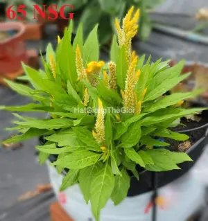Hạt Giống Hoa Mào Gà Lửa Lùn 20cm KIMONO Yellow