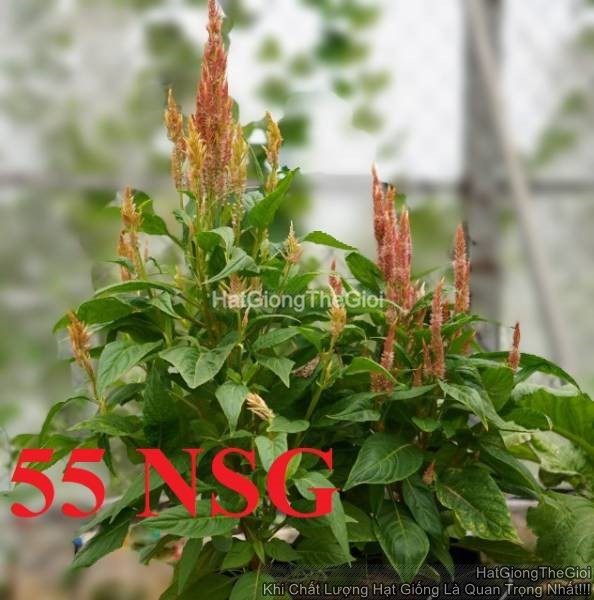 hat giong hoa mao lua   mix nhieu mau  celosia
