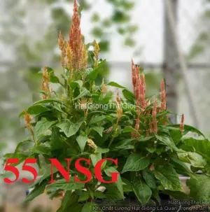 Hạt Giống Hoa Mào Lửa - Mix Nhiều Màu (Celosia)