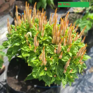 Hạt Giống Hoa Mào Gà Lửa Orange F1 TG425