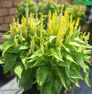 Hạt Giống Hoa Mào Gà Lửa Yellow F1 TG425