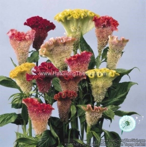 hat giong hoa mao ga quat cat canh tg264 mix