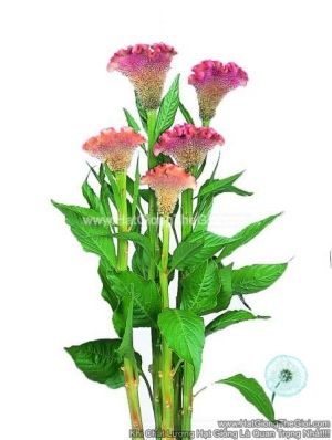 hat giong hoa mao ga quat cat canh tg264 pearl