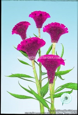 hat giong hoa mao ga quat cat canh tg264 purple