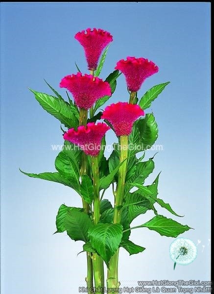 hat giong hoa mao ga quat cat canh tg264 red