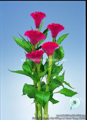 hat giong hoa mao ga quat cat canh tg264 red