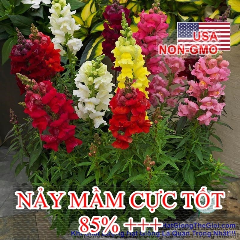 hat giong hoa mom soi   mix nhieu mau  antirrhinum maximun