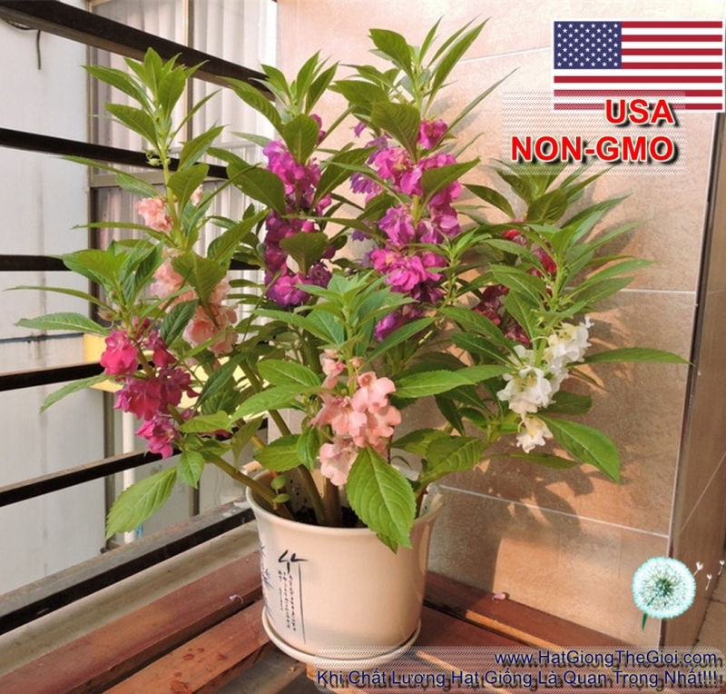 hat giong hoa mong tay da nhanh   mix kep don  impatiens balsamina