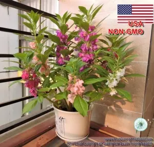 Hạt Giống Hoa Móng Tay Đa Nhánh - Mix Kép Đơn (Impatiens Balsamina)