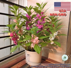 hat giong hoa mong tay da nhanh   mix kep don  impatiens balsamina