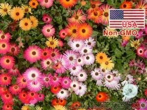 Hạt Giống Hoa Mười Giờ Châu Phi - Mix Màu (Mesem)