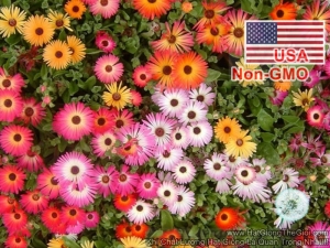 hat giong hoa muoi gio chau phi   mix mau  mesem