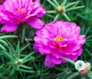 Hạt Giống Hoa Mười Giờ Mỹ Hồng Kép