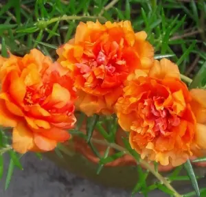 Hạt Giống Hoa Mười Giờ Mỹ Kép - Cam (Portulaca grandiflora)