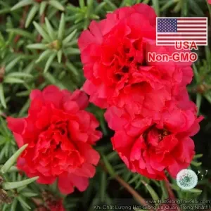 Hạt Giống Hoa Mười Giờ Mỹ Kép - Đỏ (Portulaca grandiflora)