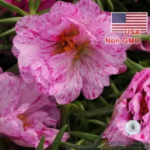 Hạt Giống Hoa Mười Giờ Mỹ Kép - Mint F1 Cực Hiếm (Portulaca grandiflora)