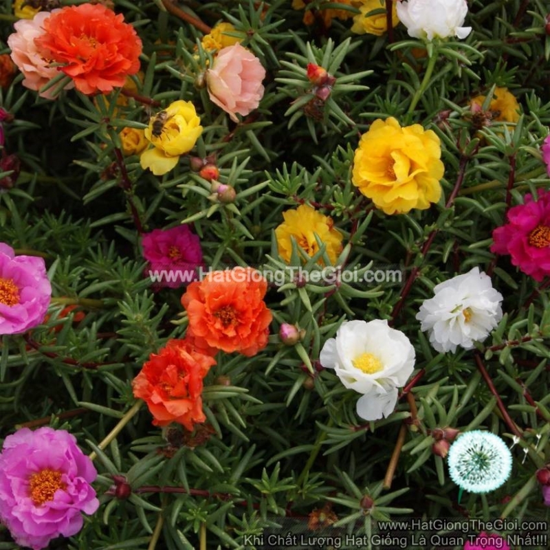 hat giong hoa muoi gio my kep   mix nhieu mau  portulaca