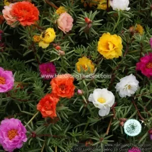 Hạt Giống Hoa Mười Giờ Mỹ Kép - Mix Nhiều Màu (Portulaca)