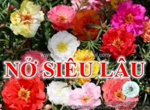 Hạt Giống Hoa Mười Giờ Mỹ Kép Nở Siêu Lâu Mix