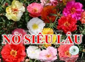 hat giong hoa muoi gio my kep no sieu lau mix