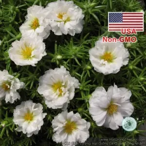 Hạt Giống Hoa Mười Giờ Mỹ Kép - Trắng (Portulaca grandiflora)
