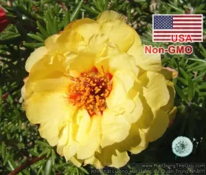 Hạt Giống Hoa Mười Giờ Mỹ Kép Vàng Gold (Portulaca grandiflora)