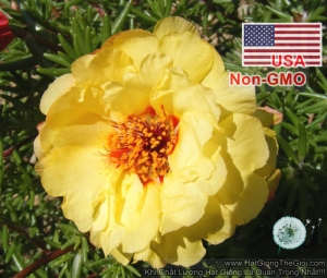 hat giong hoa muoi gio my kep vang gold  portulaca grandiflora