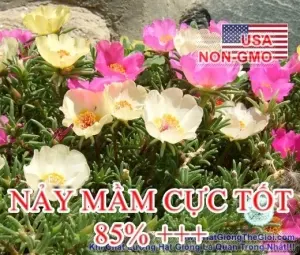 Hạt Giống Hoa Mười Giờ Mỹ Đơn - Mix (Portulaca)