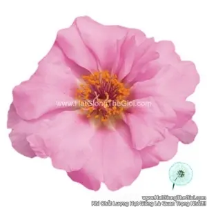 Hạt Giống Hoa Mười Giờ Mỹ SUNDIAL Chiffon