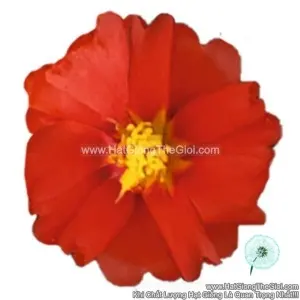 Hạt Giống Hoa Mười Giờ Mỹ SUNDIAL Deep Red
