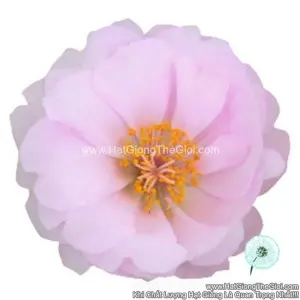 Hạt Giống Hoa Mười Giờ Mỹ SUNDIAL Light Pink