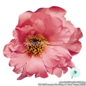 Hạt Giống Hoa Mười Giờ Mỹ SUNDIAL Peach