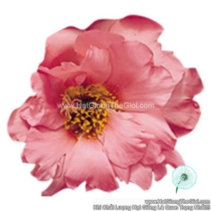 hat giong hoa muoi gio my sundial peach