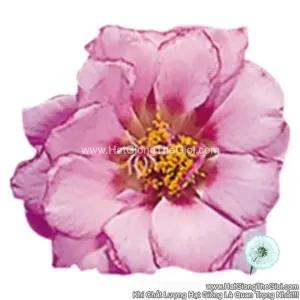 Hạt Giống Hoa Mười Giờ Mỹ SUNDIAL Pink