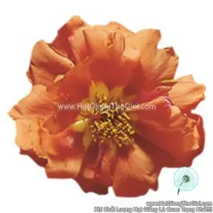Hạt Giống Hoa Mười Giờ Mỹ SUNDIAL Tangerine