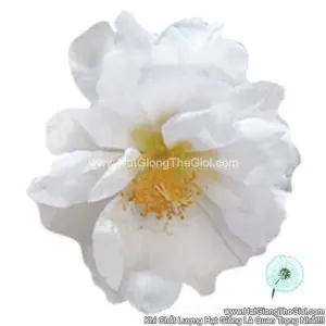 Hạt Giống Hoa Mười Giờ Mỹ SUNDIAL White