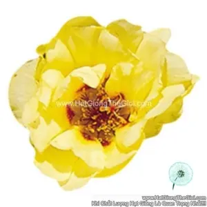 Hạt Giống Hoa Mười Giờ Mỹ SUNDIAL Yellow