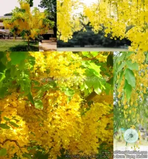 Hạt Giống Hoa Muồng Hoàng Yến - Vàng (Cassia Fistula L)