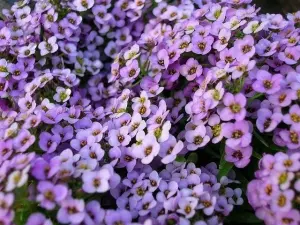 Hạt Giống Hoa Ngàn Sao Baby - Viotlet Queen (Lobularia maritima)