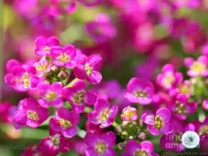 Hạt Giống Hoa Ngàn Sao - Hồng Đậm (Lobularia maritima)