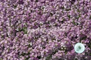 Hạt Giống Hoa Ngàn Sao Siêu Lùn WONDERLAND Blue