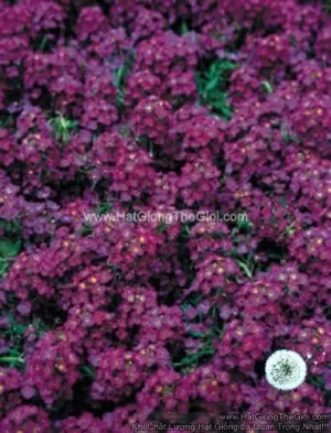 Hạt Giống Hoa Ngàn Sao Siêu Lùn WONDERLAND Deep Purple