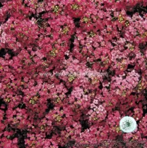 Hạt Giống Hoa Ngàn Sao Siêu Lùn WONDERLAND Deep Rose