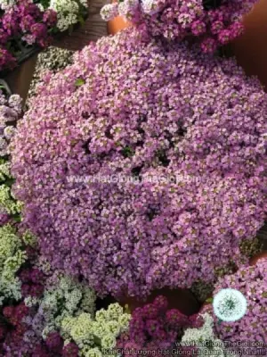 Hạt Giống Hoa Ngàn Sao Siêu Lùn WONDERLAND Lavender