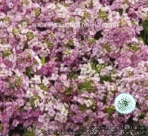 Hạt Giống Hoa Ngàn Sao Siêu Lùn WONDERLAND Pink