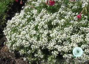 Hạt Giống Hoa Ngàn Sao Siêu Lùn WONDERLAND White